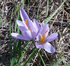 Crocus salzmannii