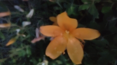 Mentzelia oligosperma