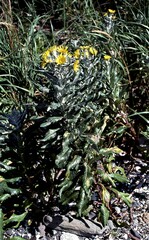 Senecio pseudoarnica