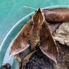 Rhagastis albomarginata
