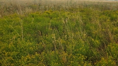 Euthamia gymnospermoides