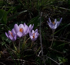 Crocus salzmannii