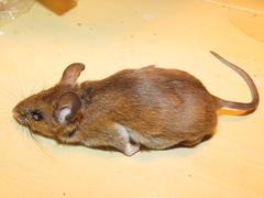 Peromyscus