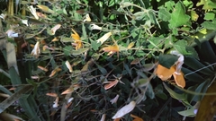 Mentzelia oligosperma