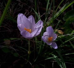 Crocus salzmannii
