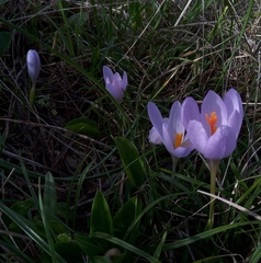Crocus salzmannii