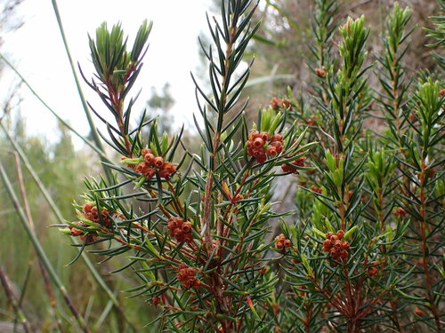 Image of Cluster Heath (Erica conferta) by (c) Ren Hoekstra, some rights reserved (CC BY)