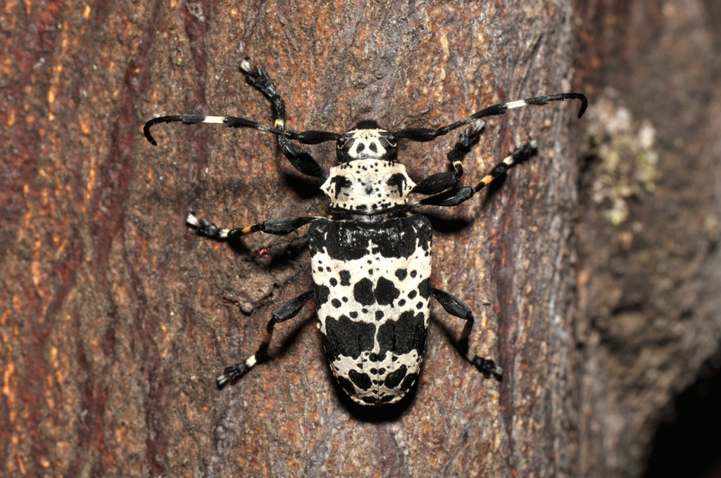 Scythropopsis