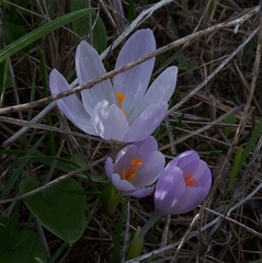 Crocus salzmannii