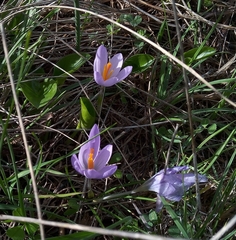 Crocus salzmannii