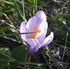 Crocus salzmannii
