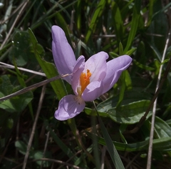 Crocus salzmannii