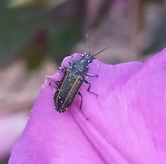 Astylus quadrilineatus