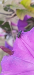 Astylus quadrilineatus