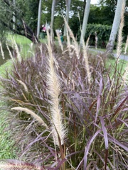 Cenchrus × cupreus