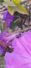 Astylus quadrilineatus