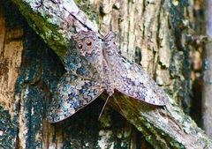 Hamadryas