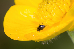 Astylogethes substrigosus