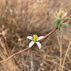 Grewia avellana