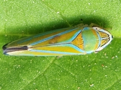 Graphocephala