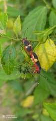 Dysdercus albofasciatus