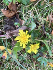 Hieracium lachenalii
