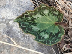 Cyclamen graecum graecum