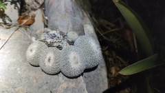 Epithelantha unguispina