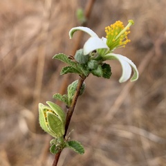 Grewia avellana