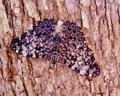 Hamadryas