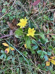 Hieracium lachenalii