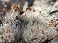 Grimmiaceae