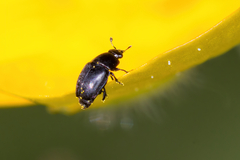 Astylogethes substrigosus