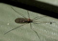 Trichocera