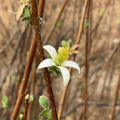 Grewia avellana