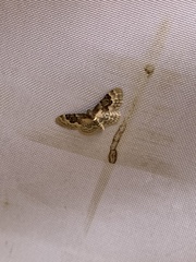 Idaea rusticata