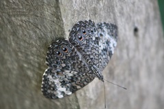 Hamadryas