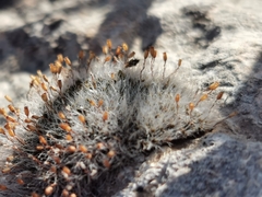 Grimmiaceae