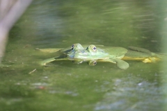 Euphlyctis hexadactyla