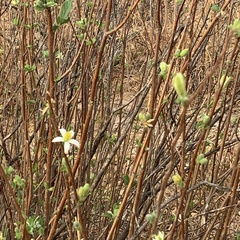 Grewia avellana