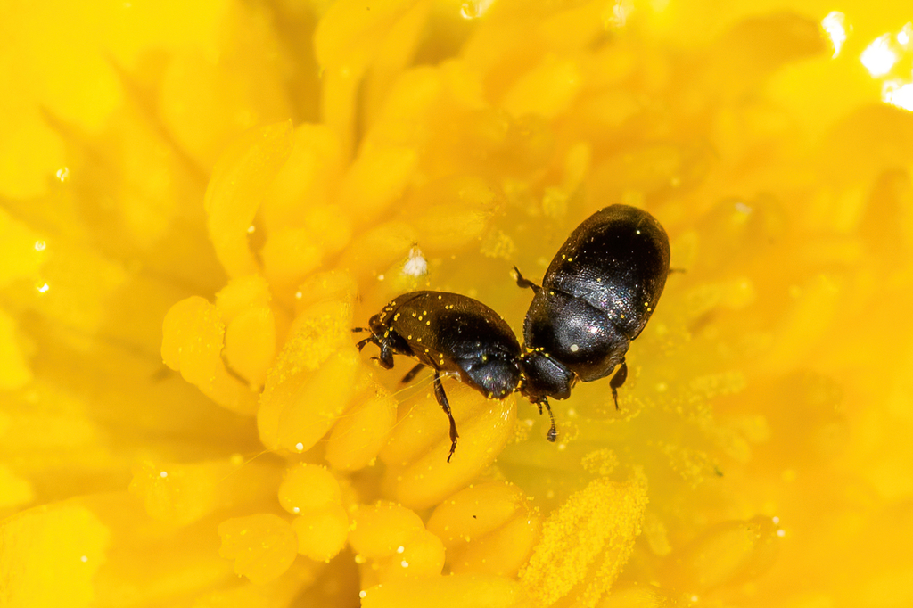 Astylogethes