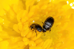 Astylogethes substrigosus