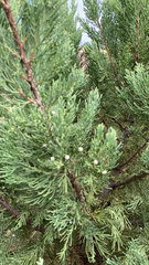 Juniperus chinensis