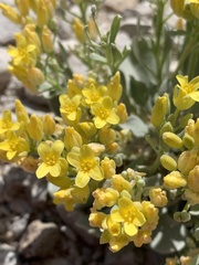 Physaria newberryi