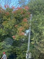 Sapindaceae