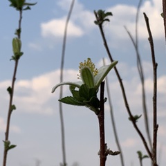Grewia avellana