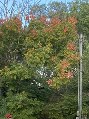 Sapindaceae