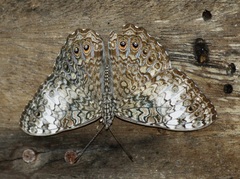 Hamadryas