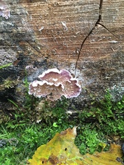 Chondrostereum purpureum