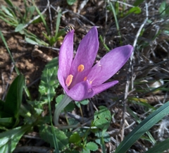 Colchicum lusitanum